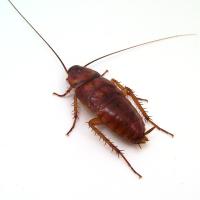 Cockroach in Washington