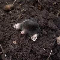 mole coming out of the dirt