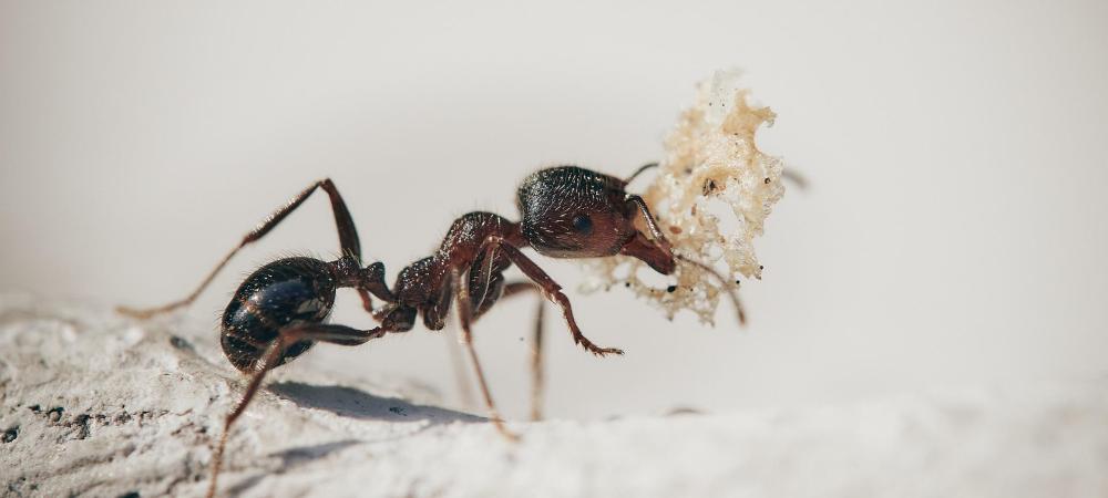 Ant in Washington