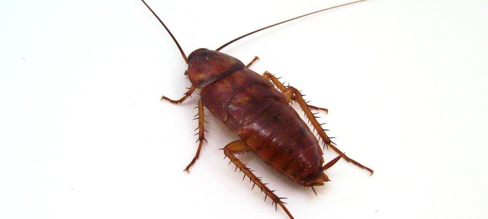 Cockroach in Washington