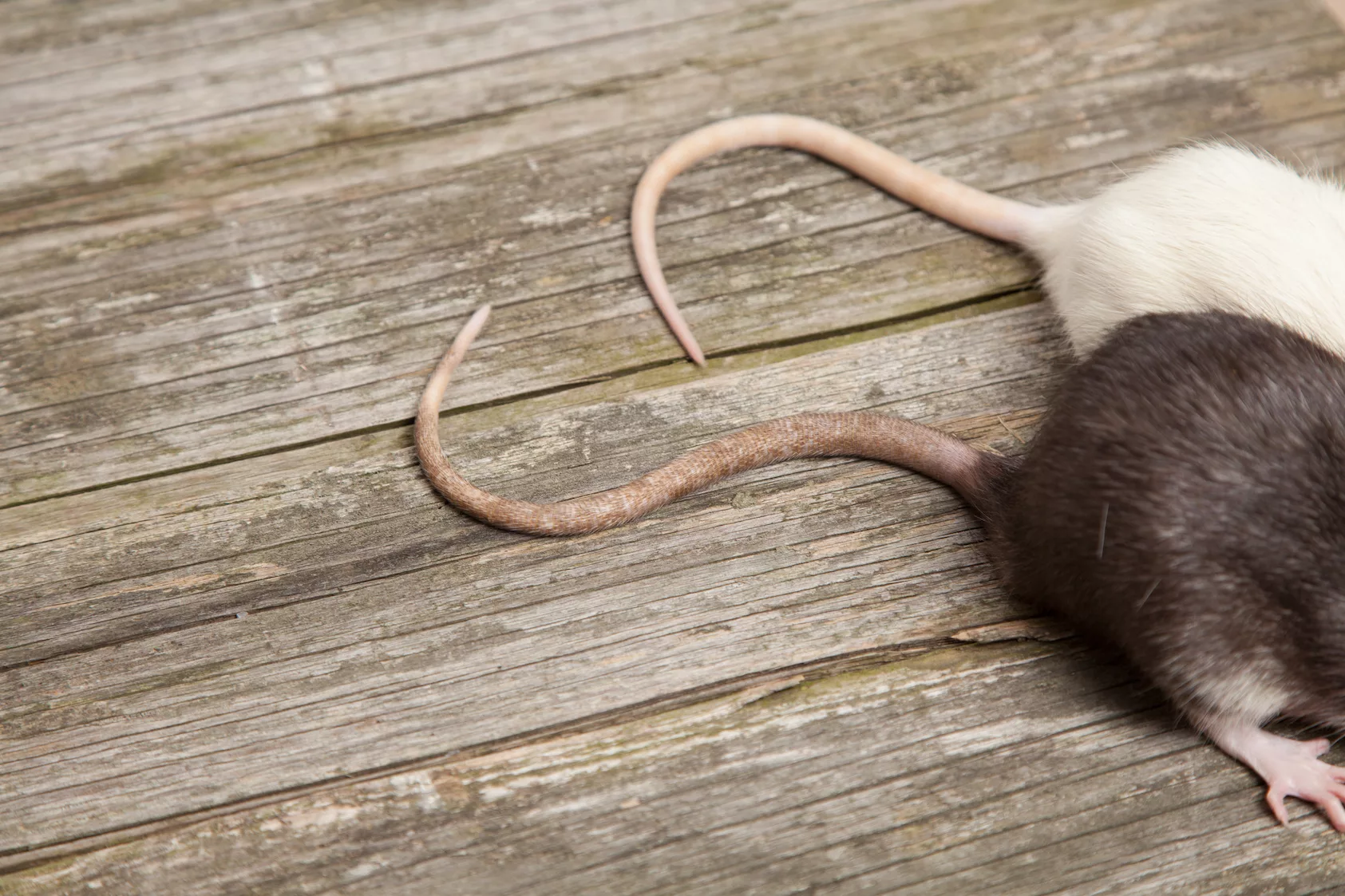 Put Down The Mouse Traps & Other DIY And Get Professional Pest Control