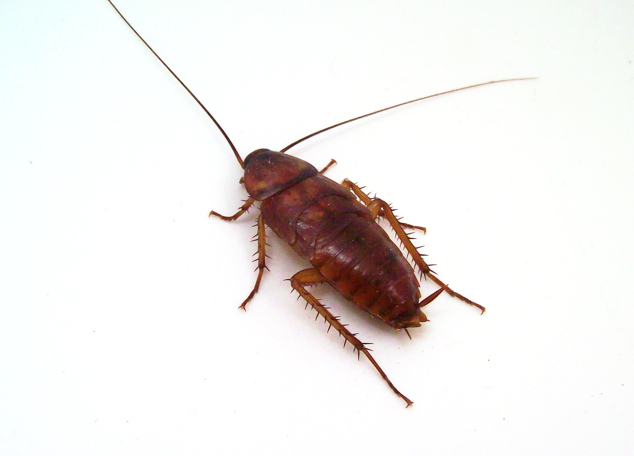 Most Common Types of Cockroaches in Washington State Picture