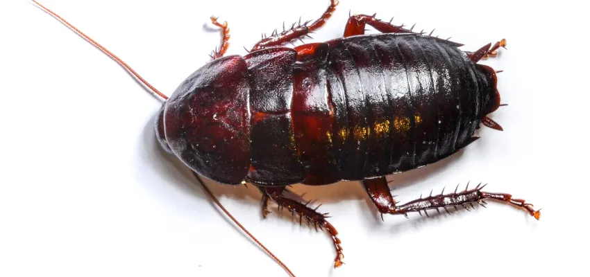 oriental cockroach