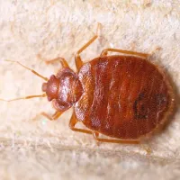 Bed bug