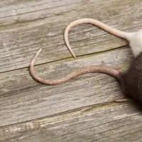Rat and mouse tails