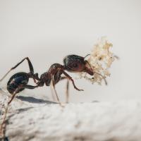Ant in Washington