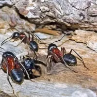 Carpenter ants