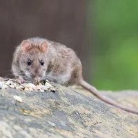 rats living in crawl space