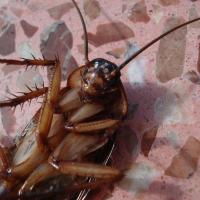 Cockroach on bathroom floor