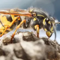 Wasp on honeycomb