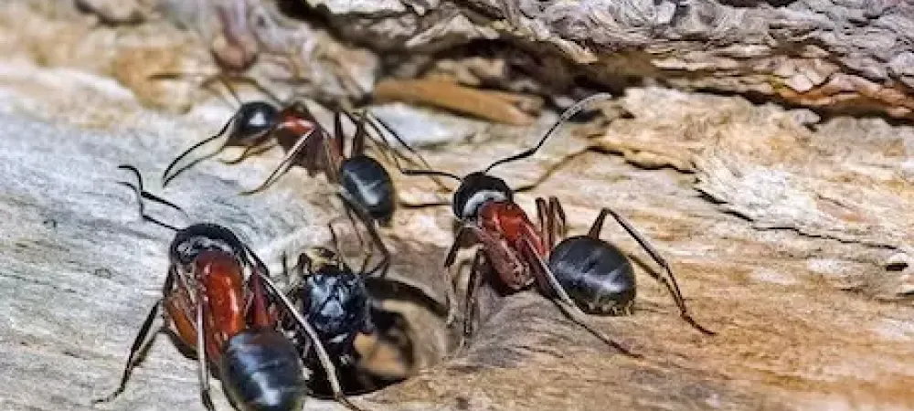 Carpenter ants