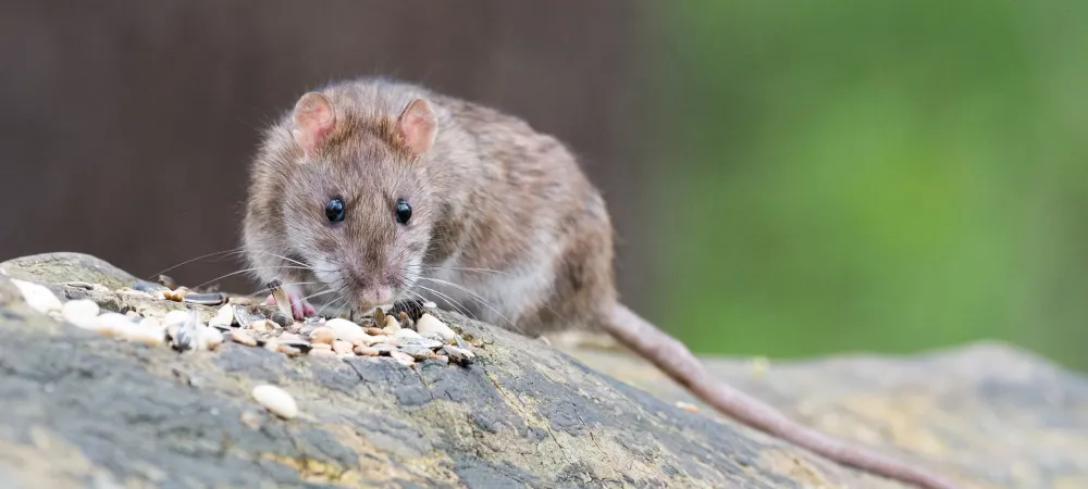 rats living in crawl space