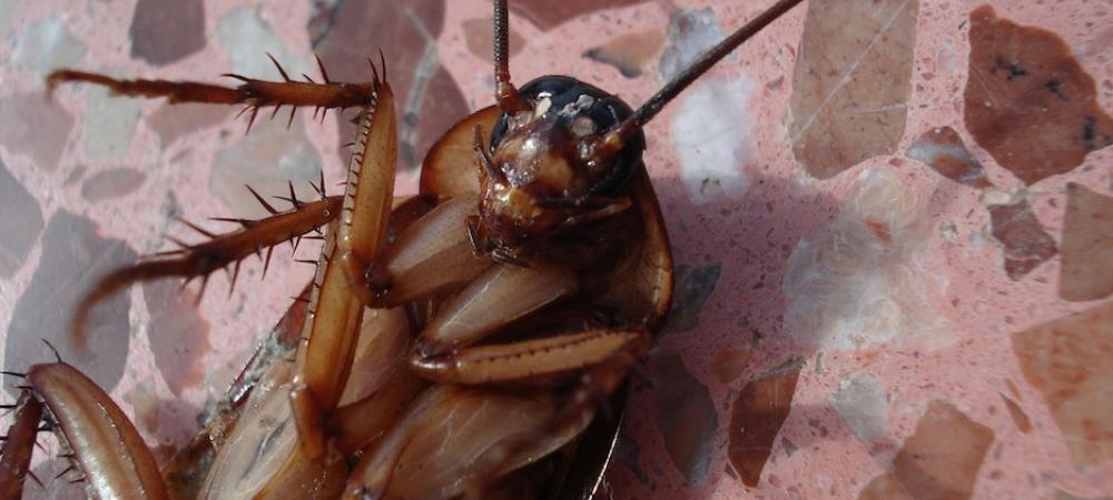 Cockroach on bathroom floor