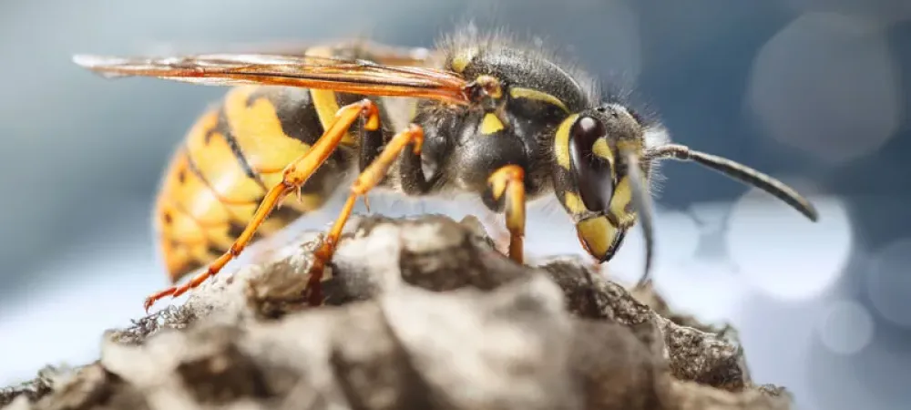 Wasp on honeycomb