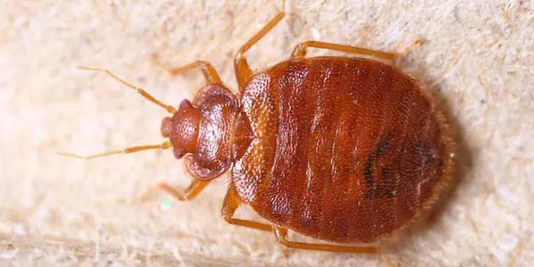 Bed bug