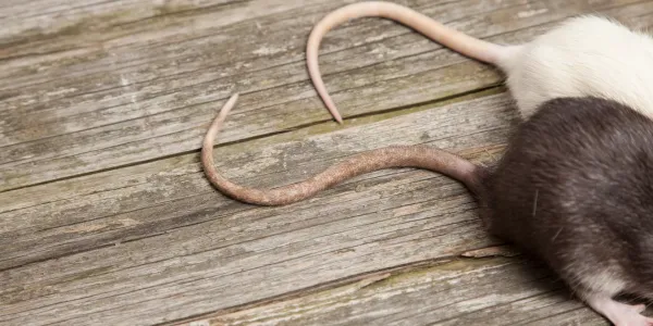 Rat and mouse tails