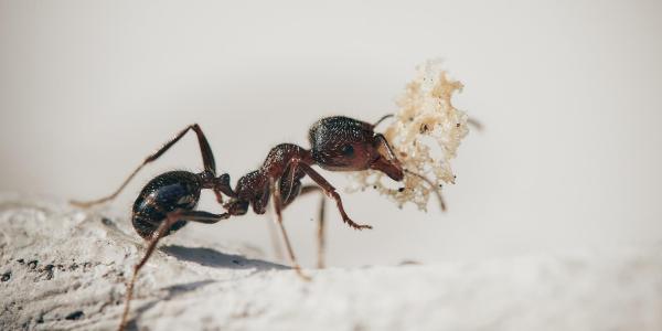 Ant in Washington