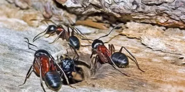Carpenter ants