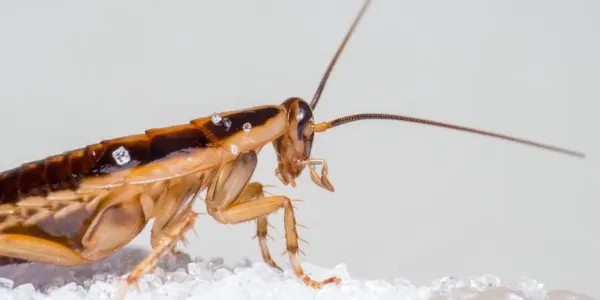German Cockroach