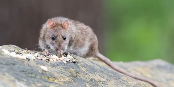 rats living in crawl space