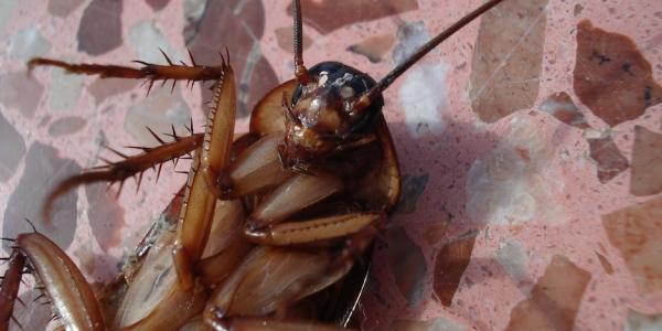 Cockroach on bathroom floor