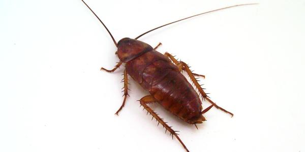 Cockroach in Washington