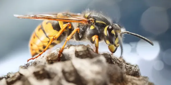 Wasp on honeycomb