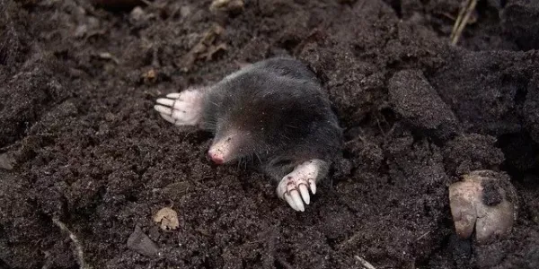 mole coming out of the dirt