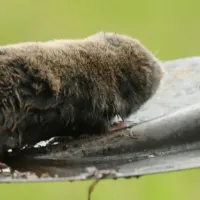 mole on shovel