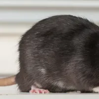 rodent outside home