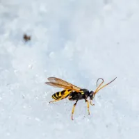 wasp on snow