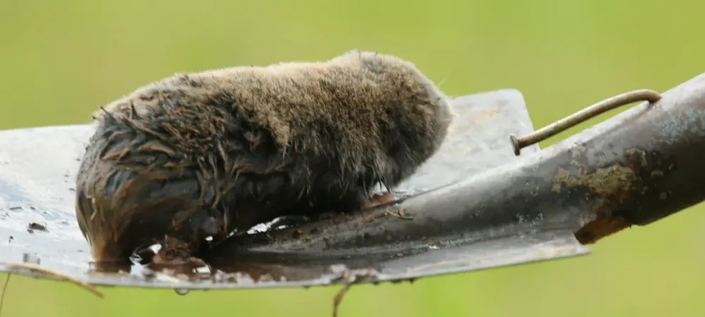 mole on shovel