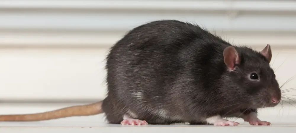 rodent outside home