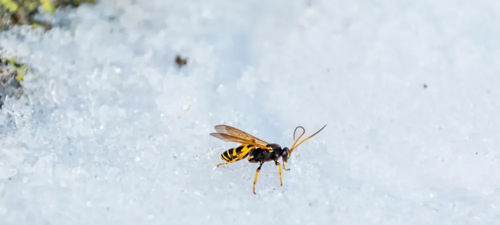 wasp on snow
