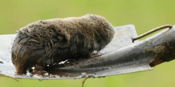 mole on shovel