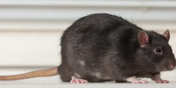 rodent outside home