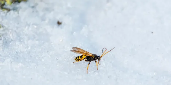 wasp on snow
